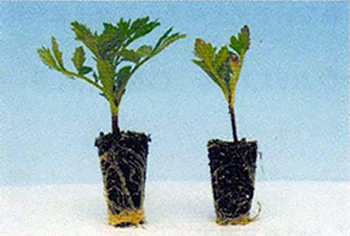 左：マイクロバランスを２０％育苗用土に混和したマリーゴールド
